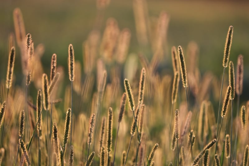 Golden Hour Vows